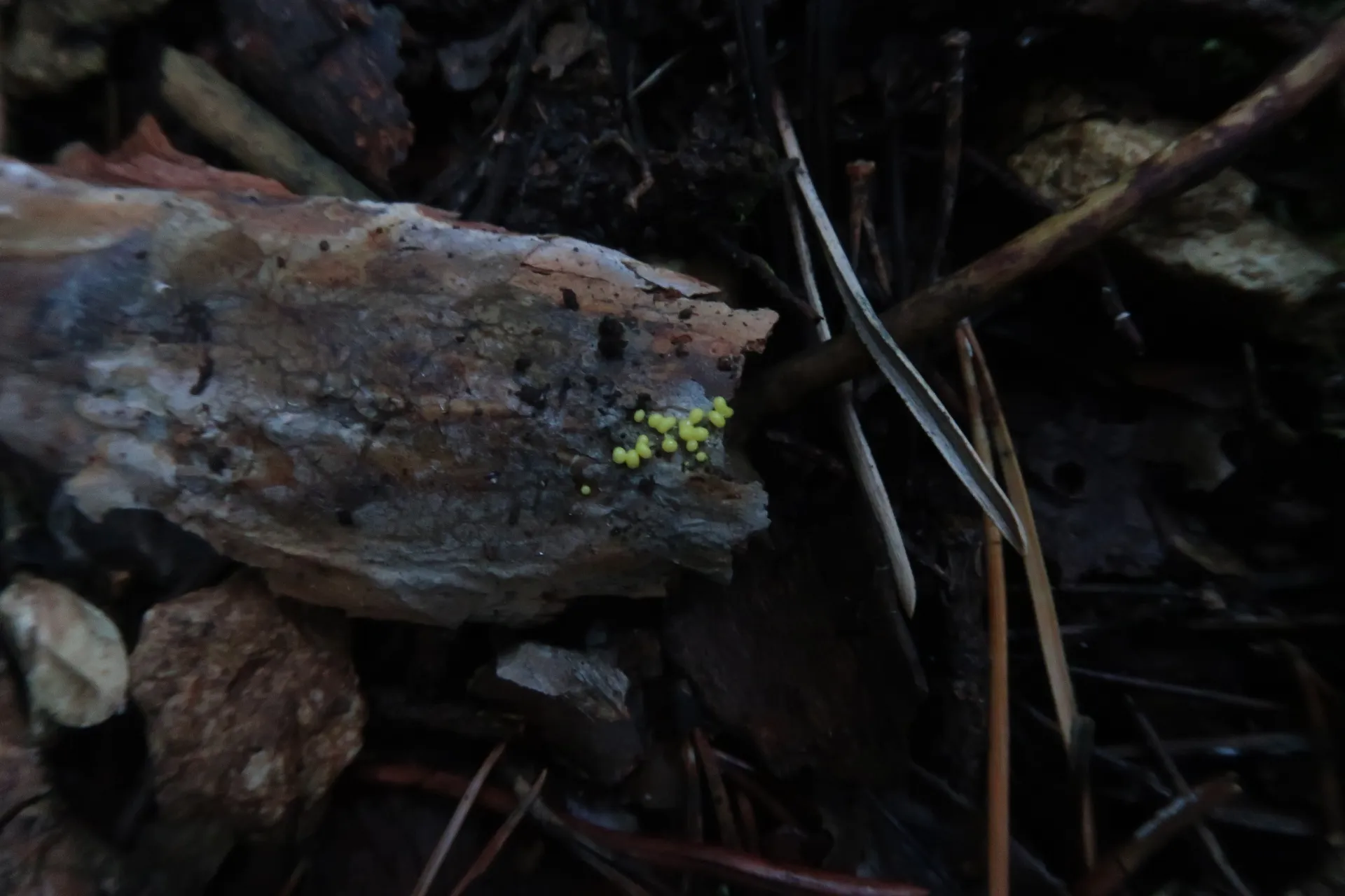 Physarum virescens - 1 - IMG_4684